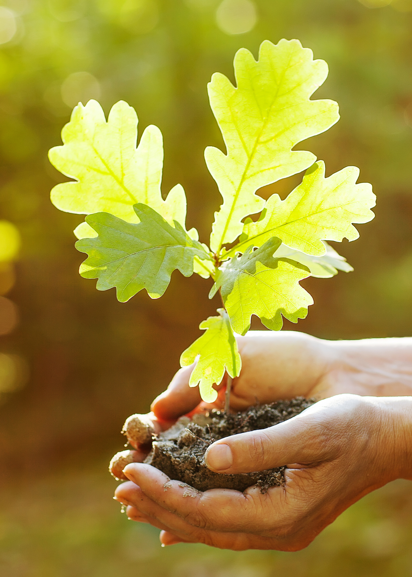 Help mitigate climate change with Unique Hardwood flooring - oak tree seedling image